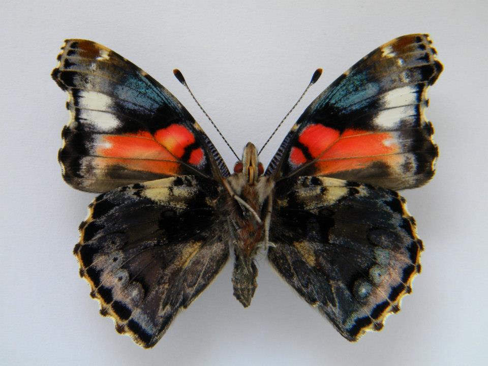 Vanessa atalanta (verso, aberrant Slovakia, Chlaba, e.o., 5-18-2012) (Internet Image property of respective owner, non-commercial use only)